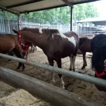 半血马300~400kg
