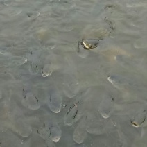 湘云鲫食用