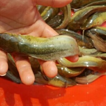 鲶鱼食用