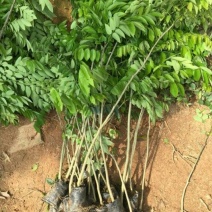黄花梨树苗沉香树苗金丝楠树苗