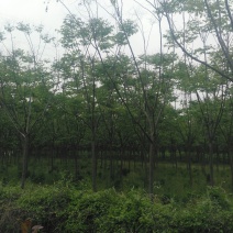 栾树14~16cm14~16cm3~3.5米