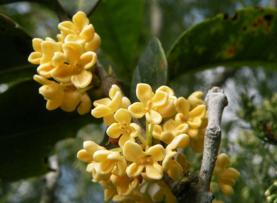 四季桂花特写,展现其精致的花瓣结构和金黄色泽 四季桂花特写