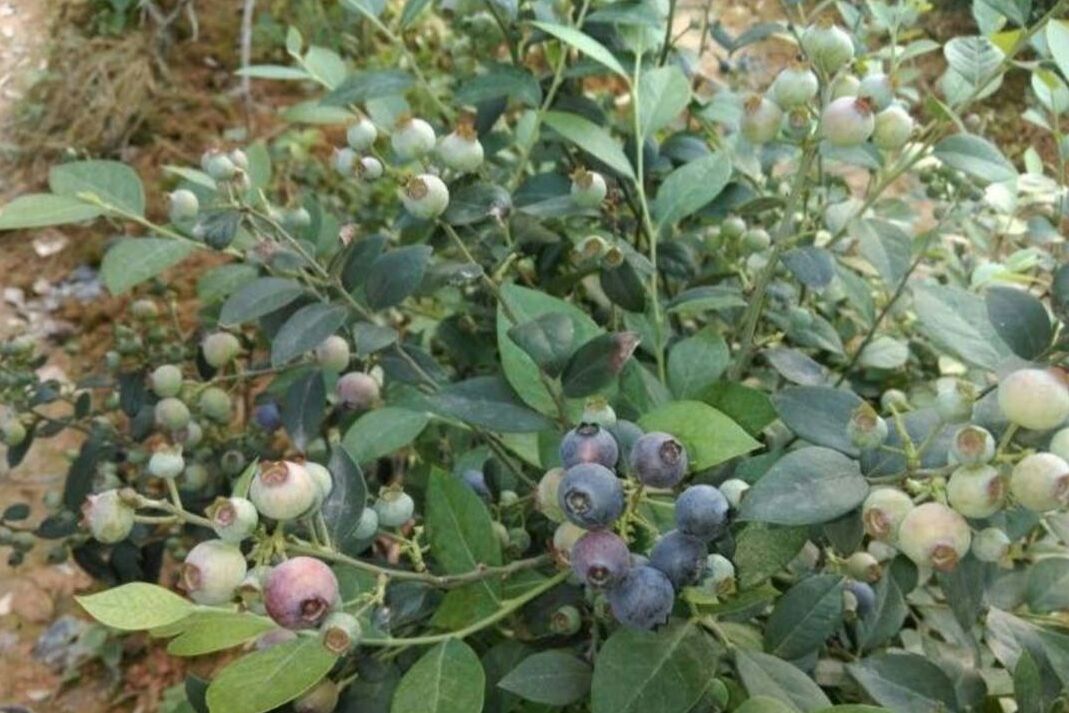 农民在蓝莓种植园中手工采摘成熟果实的场景,展示自然种植过程 采摘蓝莓的场景
