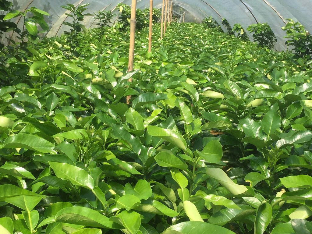 蜜柚种苗基地内的标准化育苗温室