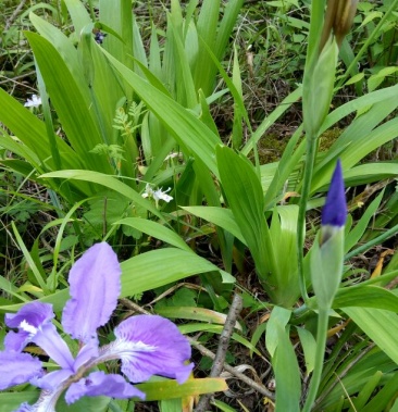 [射干批发]射干价格60.00元/公斤 - 一亩田