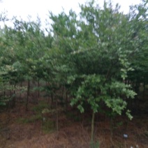 百日红8~10cm1.5~2米1~2米