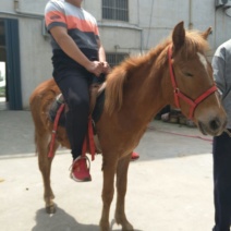 矮马100~200kg