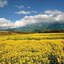 油菜籽