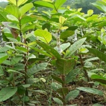 番石榴苗30~50cm