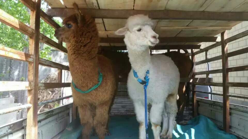 一辆配有遮阳棚和软垫的运输车正在卸载羊驼,工作人员穿戴浅色工作服轻声引导,地面铺设防滑垫,旁边放置电解质饮水桶,背景为隔离圈舍入口 羊驼运输应激管理现场图