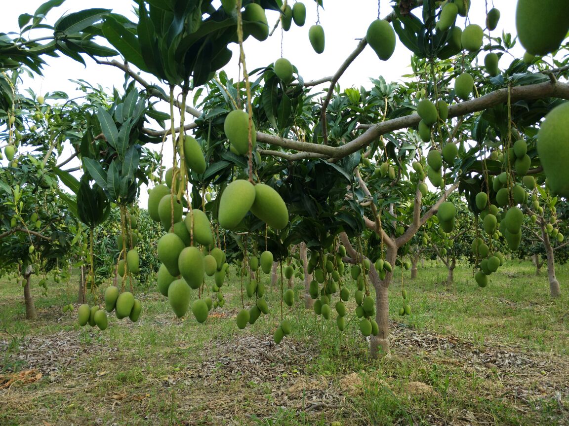 小台芒果园采摘图