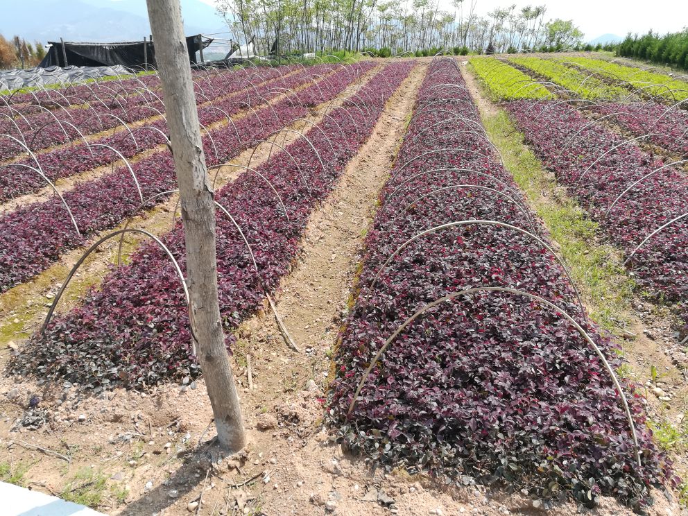浙江杭州某桂花种植基地实景图,展示八月桂与四季桂的田间分布 桂花种植基地实景图