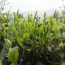 普洱茶末茶