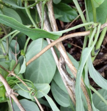 [鸡屎藤批发]鸡屎藤 全草价格23.00元/斤 - 一亩田