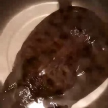 野生甲鱼