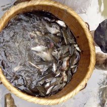 池鲤鱼食用0.5~1公斤