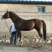 荷兰温血马600kg以上
