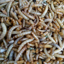 黄粉虫饲料