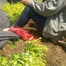 水腊10cm以下