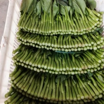 菜苔10~15厘米