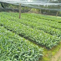 益智苗供应益智良种的裸根苗和袋苗