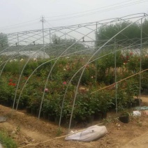 大棚骨架蔬菜养殖温室大棚全套含薄膜卷膜热镀锌