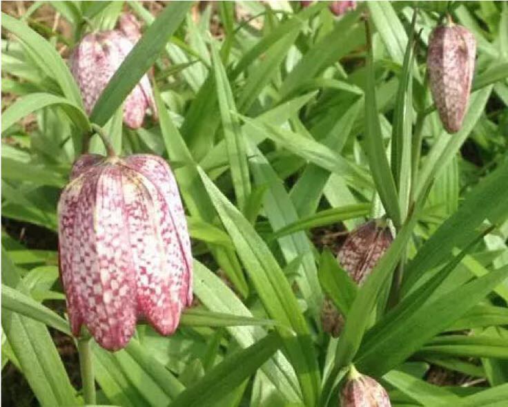 白玫瑰与雏菊植株对比图
