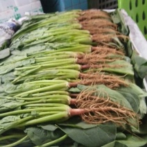 大叶菠菜25~30厘米