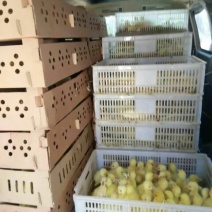 三花鹅苗250g以下