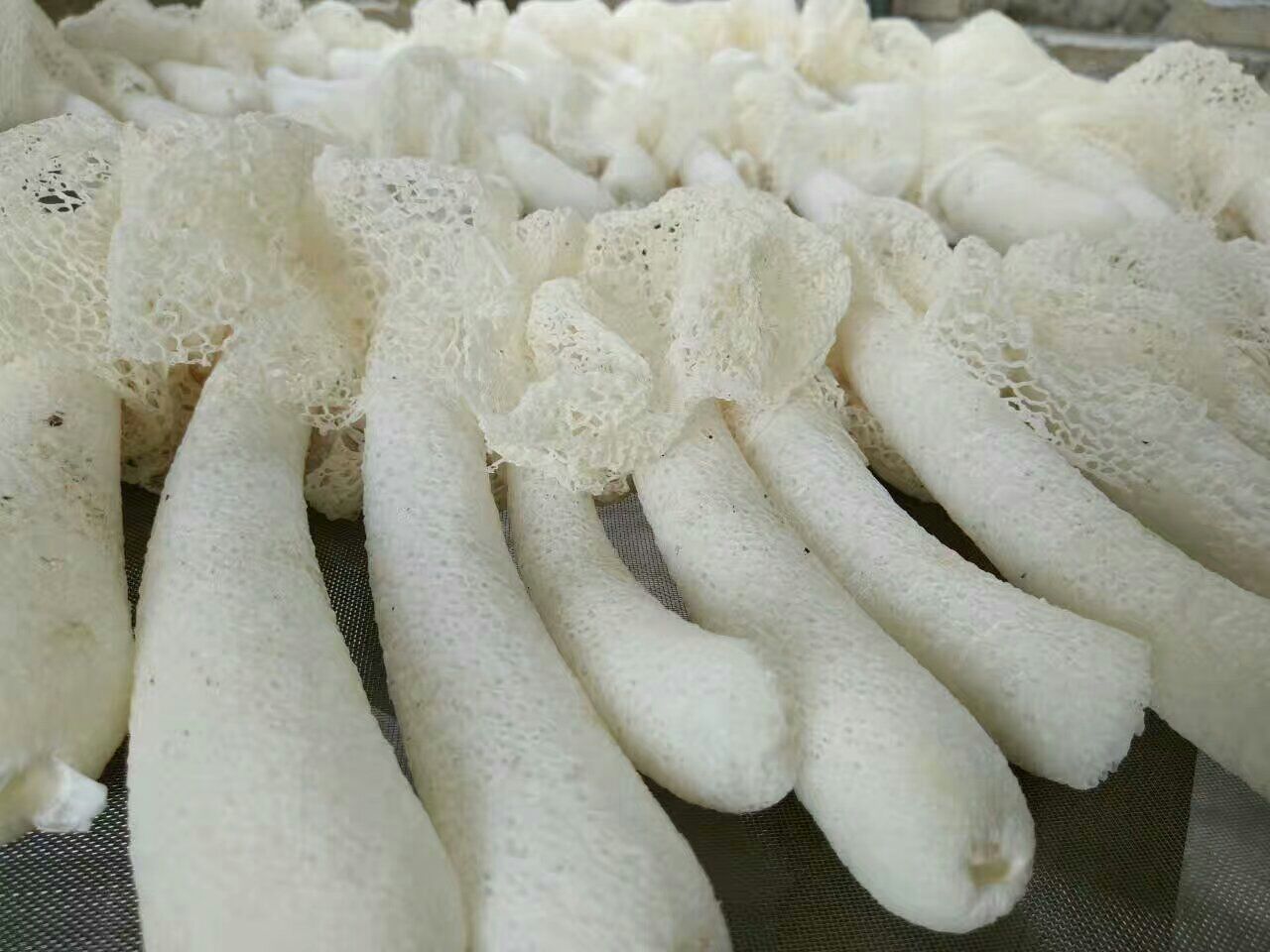 长裙竹荪新鲜采摘特写