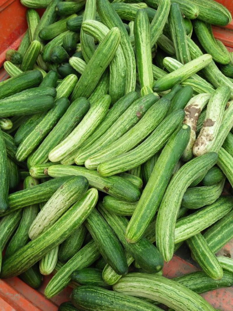 燕白黄瓜开售干花带刺潼南基地直供