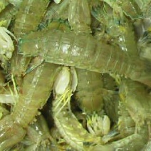 皮皮虾活虾
