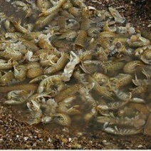 皮皮虾活虾