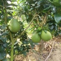 三红蜜柚苗1cm以上0.5~0.8m