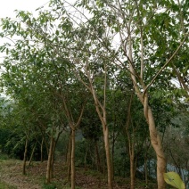 黄葛树2.5~3m