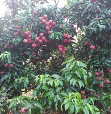 红皮荔枝怀枝2cm以上