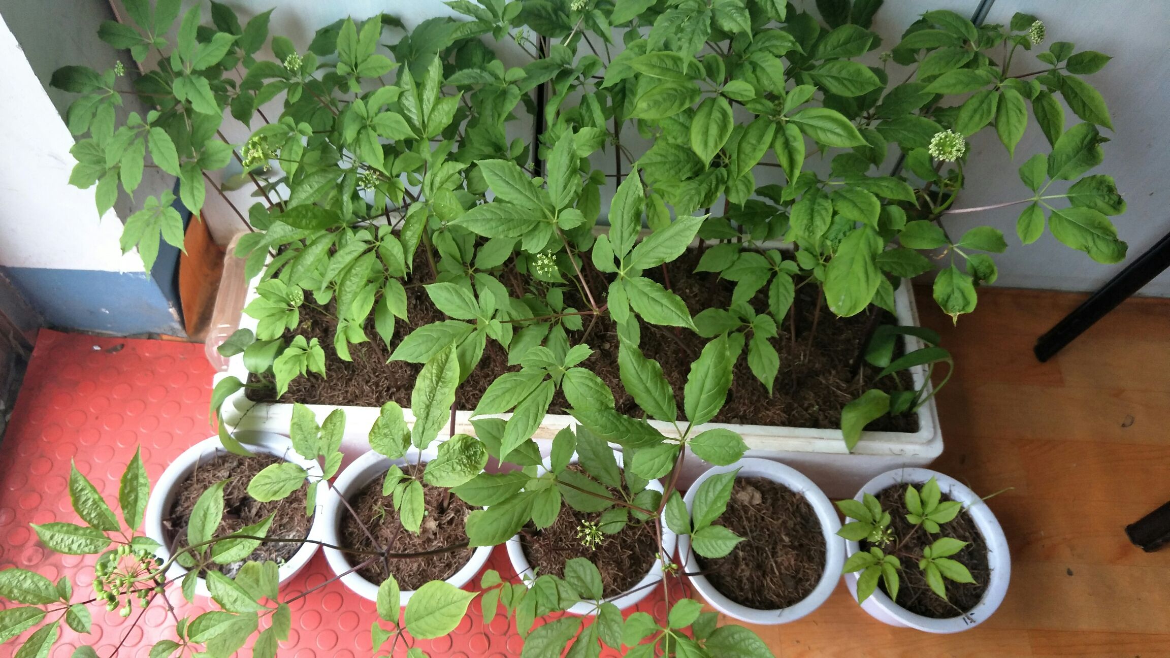 人参花与西洋参植株对比图