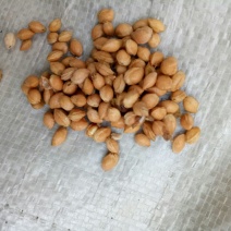 樱桃种子2019年山樱种子出芽率98高嫁接樱花品种用山樱