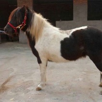 矮马200~300kg