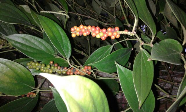胡椒木(Pittosporum tobira)成年植株特写,展示典型常绿灌木形态、光亮革质叶及春季白色聚伞花序,无攀援习性,与藤本胡椒树形态截然不同 胡椒木植株全貌:一株约2.5米高的常绿灌木,枝叶茂密,叶片深绿革质、具蜡质光泽,枝头可见簇生的白色五瓣小花,花心淡黄,背景为浅灰庭院砖墙