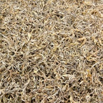 古树普洱茶特级