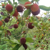 杨梅3~4cm