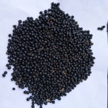 射干种子基地直销，射干籽，中药材射干基地