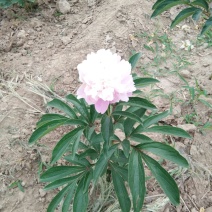 芍药干花芍药鲜切花