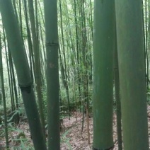 苦竹7~8m