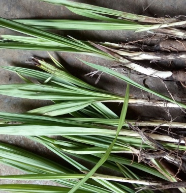 [仙茅批发]仙茅 独脚仙毛价格40.00元/斤 - 一亩田