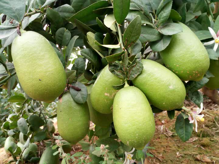 柠檬种植园实景图
