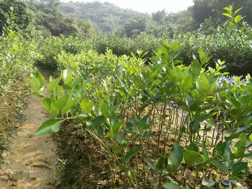 学生在宝森柠檬旅游区进行农业研学活动,了解柠檬种植与加工过程 安岳宝森柠檬旅游区研学活动场景
