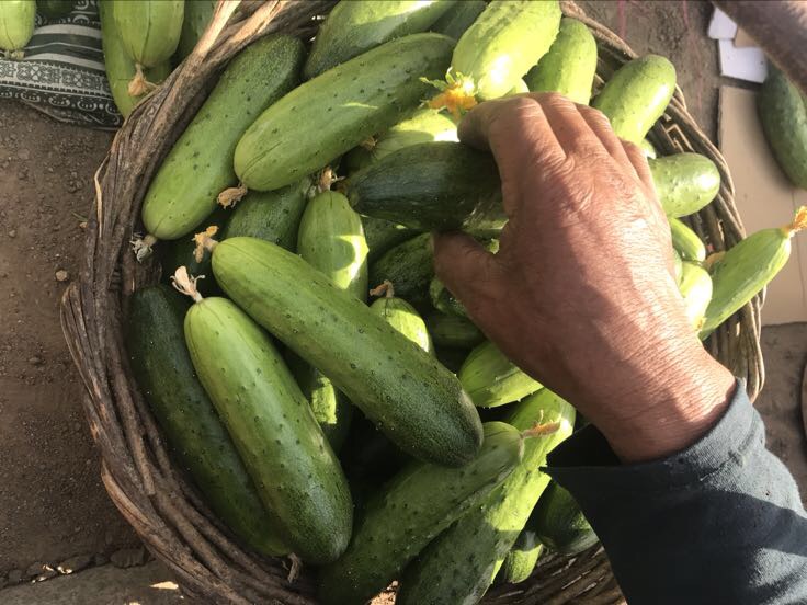 一位东北农村老人坐在院中木桌前,正在手工挑选晒干的旱黄瓜籽,旁边放着石磨和已磨好的淡绿色粉末,阳光洒在簸箕上的籽粒上,背景可见传统的土坯房和玉米挂架 老农手工筛选与研磨东北老旱黄瓜籽过程