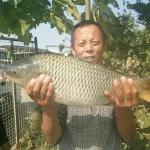 河鲤鱼食用1~2公斤